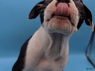 Mixed Breed dogs Po - Ad 6