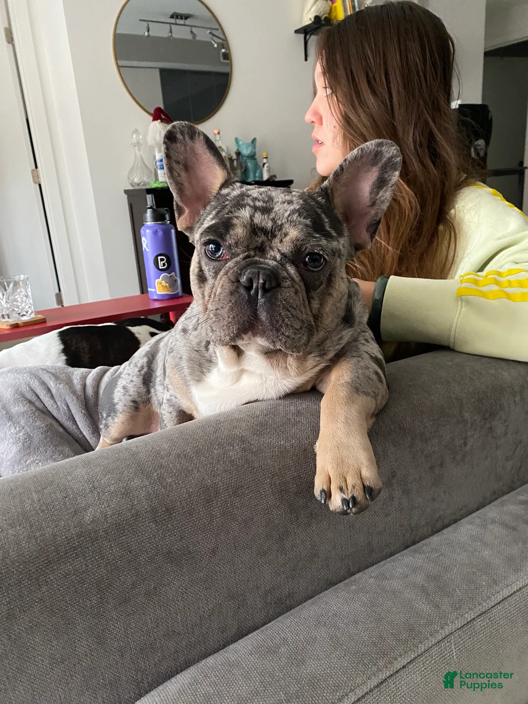 Gallery Image {{count}}