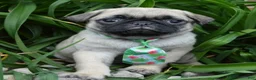 Pug dogs for sale: Paxton - Ad 15