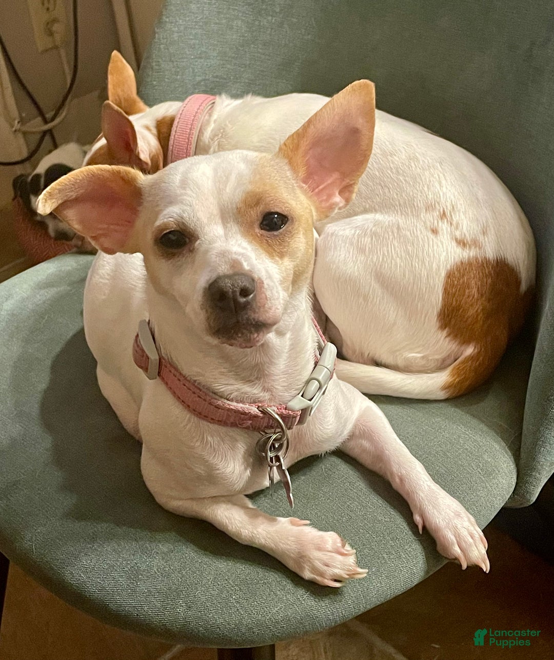 Chihuahua dogs for sale: Lucille - Ad 14