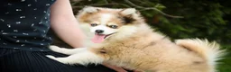 Pomsky dogs for sale: Sebastian - Ad 9