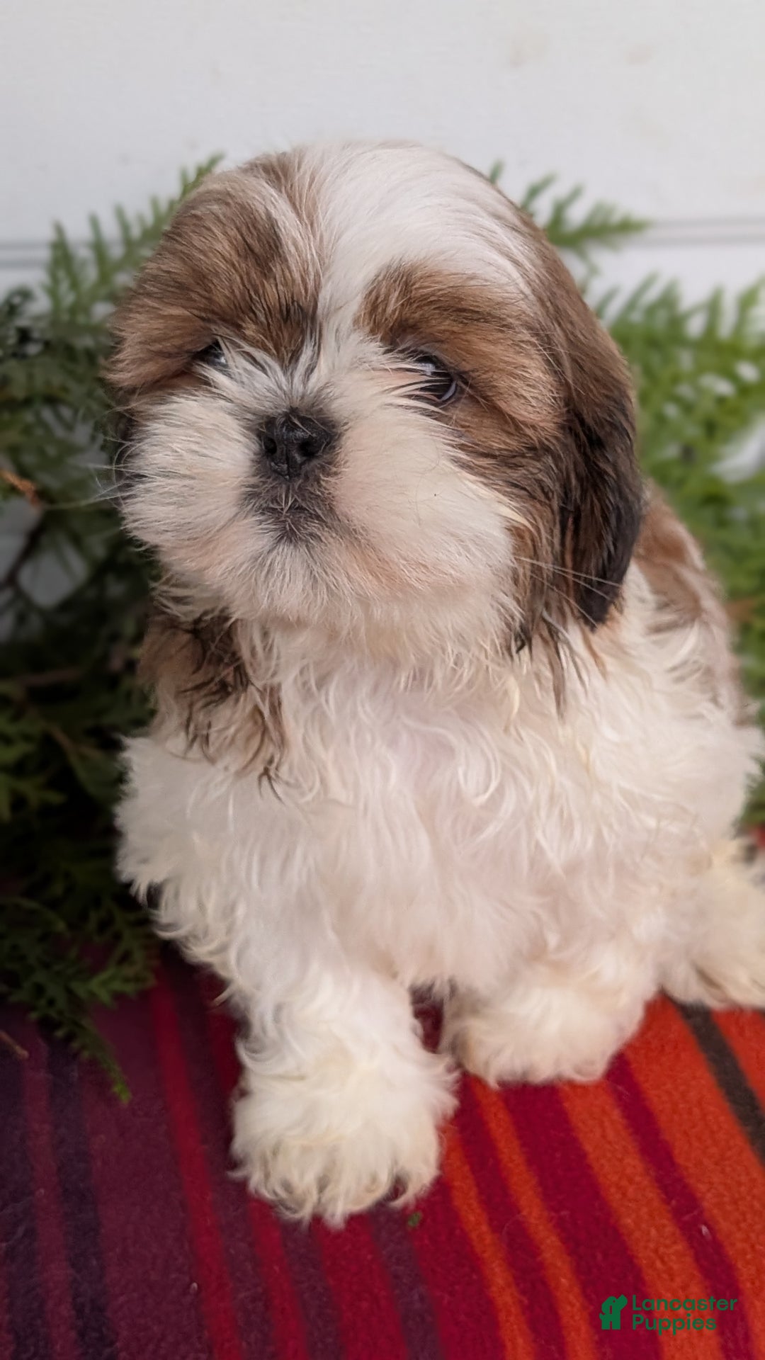 Shih Tzu dogs for sale: Bandit - Ad 9