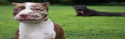 American Bully dogs for sale: Venus - Ad 43