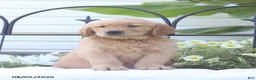 Golden Retriever dogs for sale: Carter - Ad 4