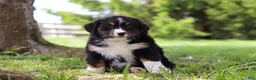 Bernese Mountain Dog dogs for sale: Spencer - Ad 4