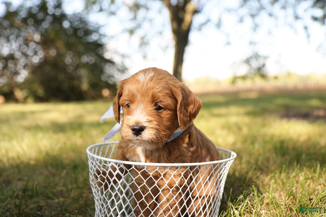 Mini Goldendoodle dogs for sale: Orion - Ad 7