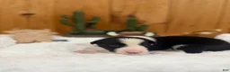 Border Collie dogs for sale: Girl 6 - Ad 1