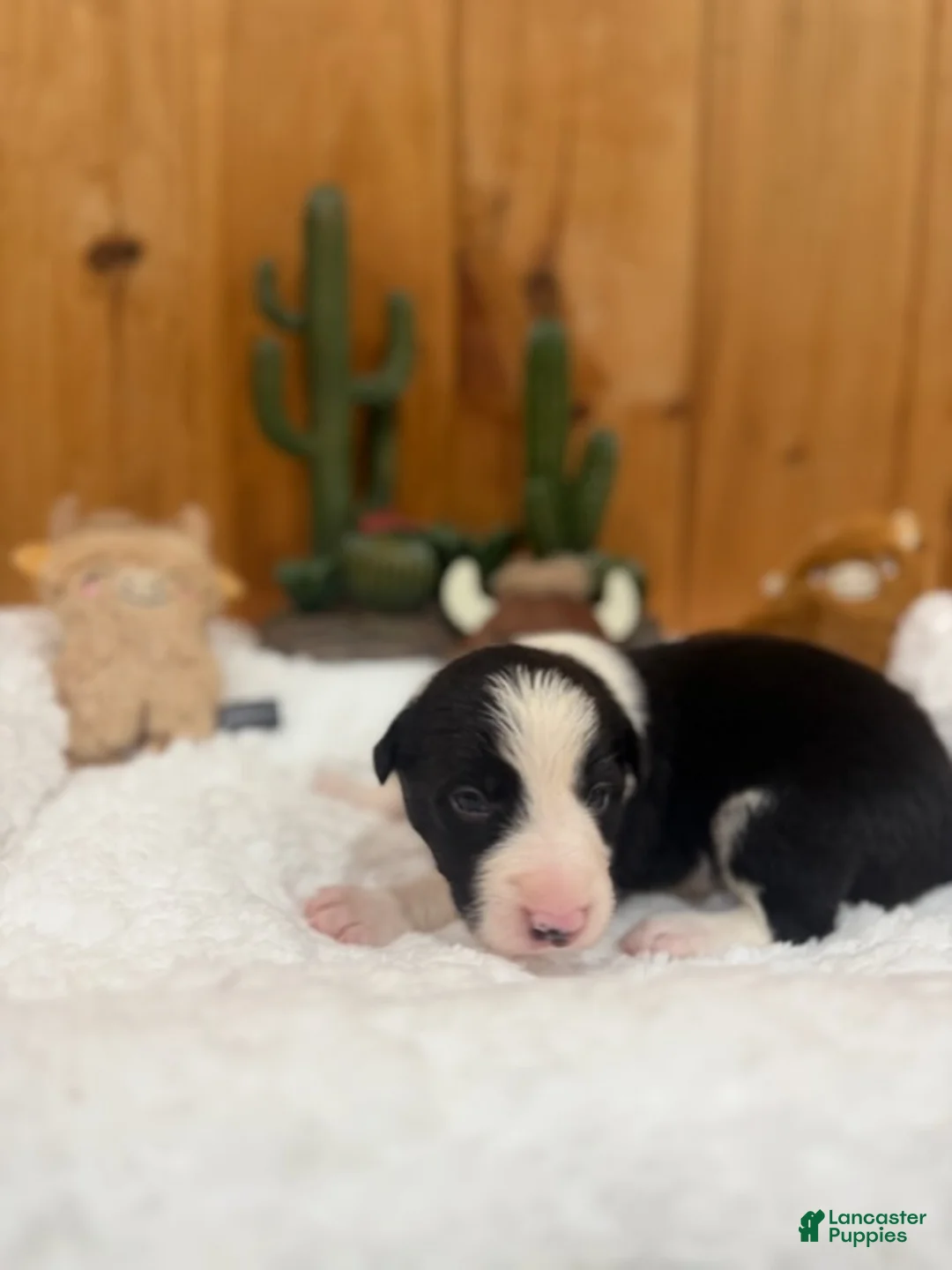 Border Collie dogs for sale: Girl 6 - Ad 1