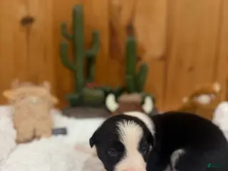 Border Collie dogs Girl 6 - Ad 42