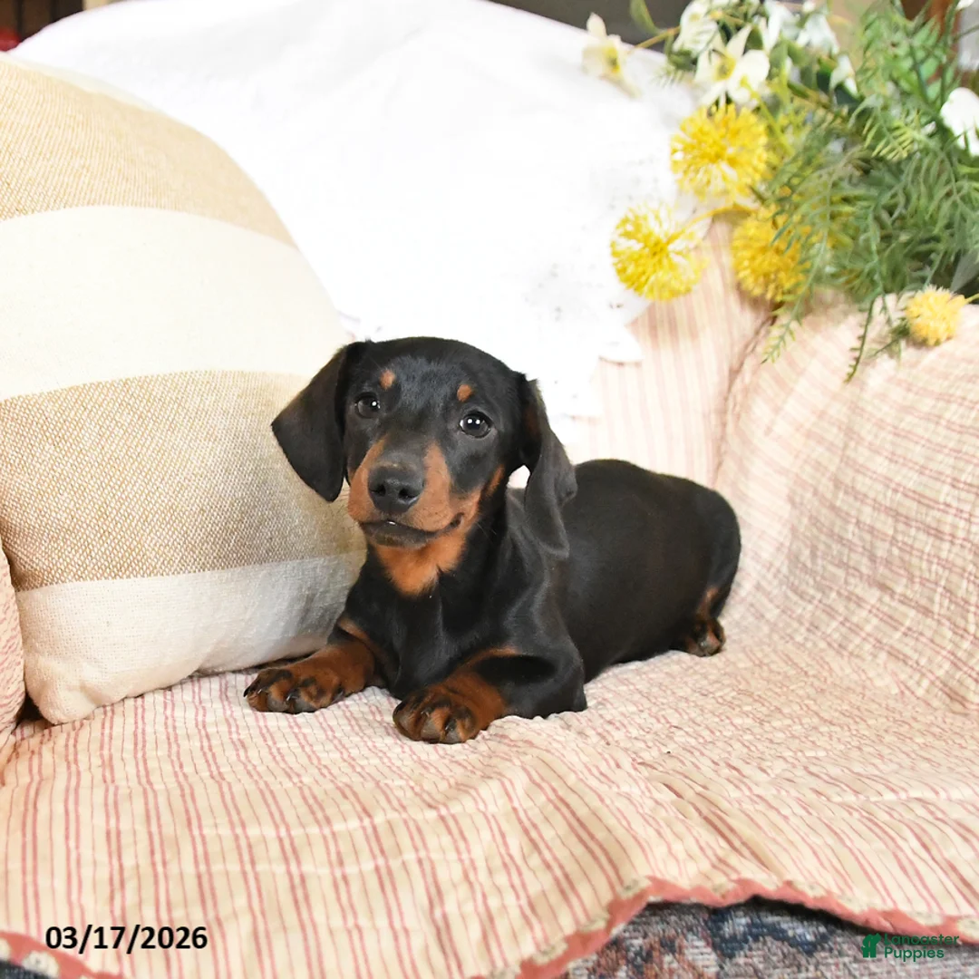 Dachshund dogs for sale: Holden - Ad 2