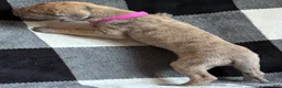 Great Dane dogs for sale: Magenta  - Ad 2