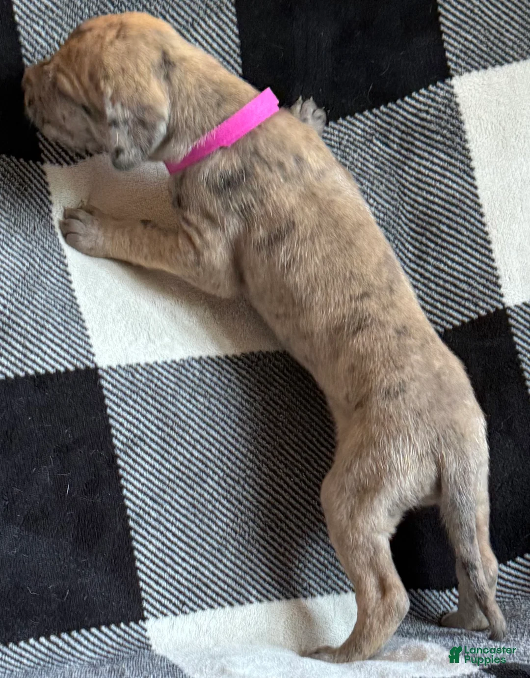 Great Dane dogs for sale: Magenta  - Ad 2