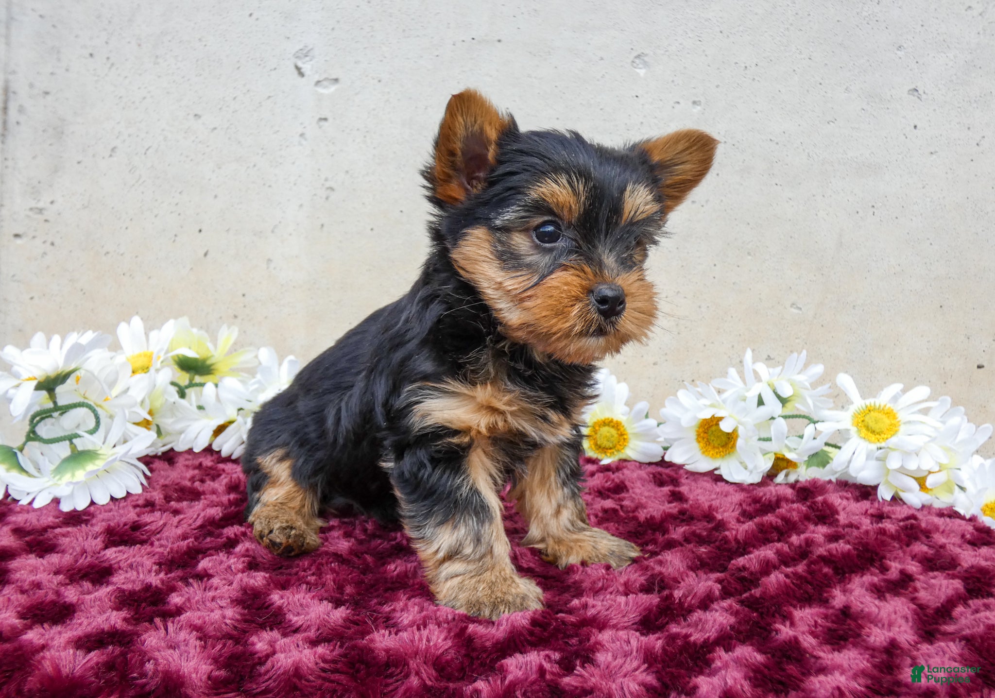 Yorkshire Terrier dogs Teddy - Ad 2