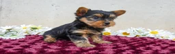 Yorkshire Terrier dogs for sale: Teddy - Ad 2