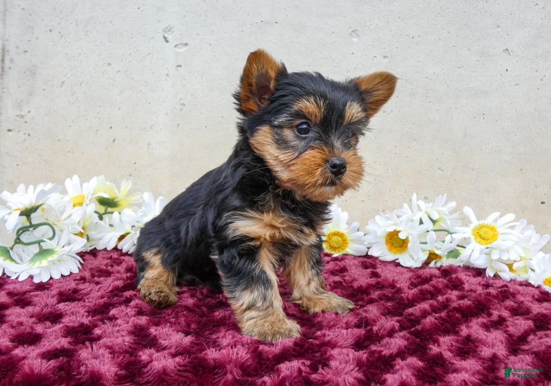 Yorkshire Terrier dogs for sale: Teddy - Ad 2