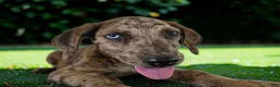 Catahoula Leopard Dog dogs for sale: Tigger 2026 Female 3 - Ad 21