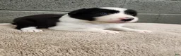 Border Collie dogs for sale: Willie - Pure Breed Border Collie - Ad 4