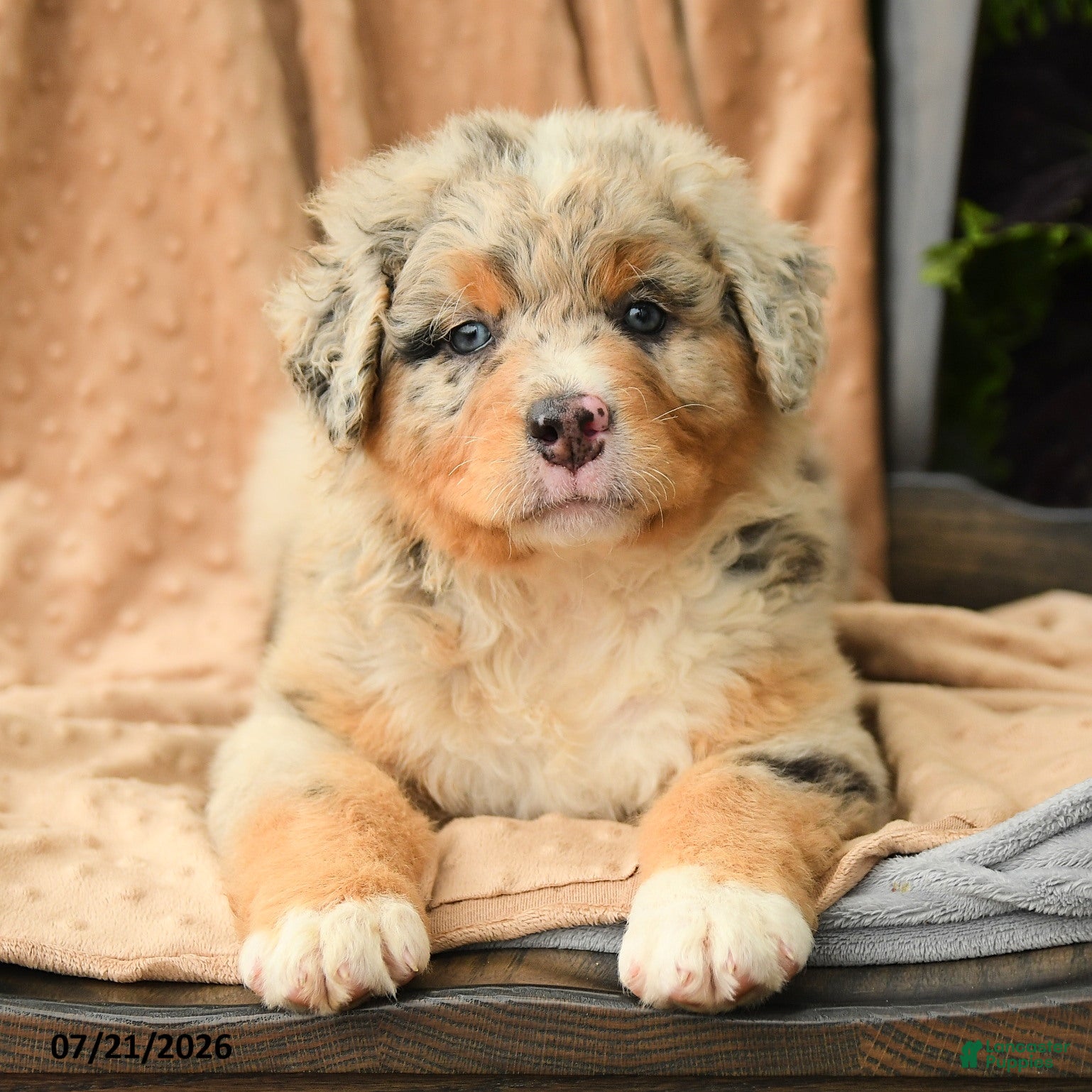 Australian Shepherd dogs for sale: Maeve - Ad 4