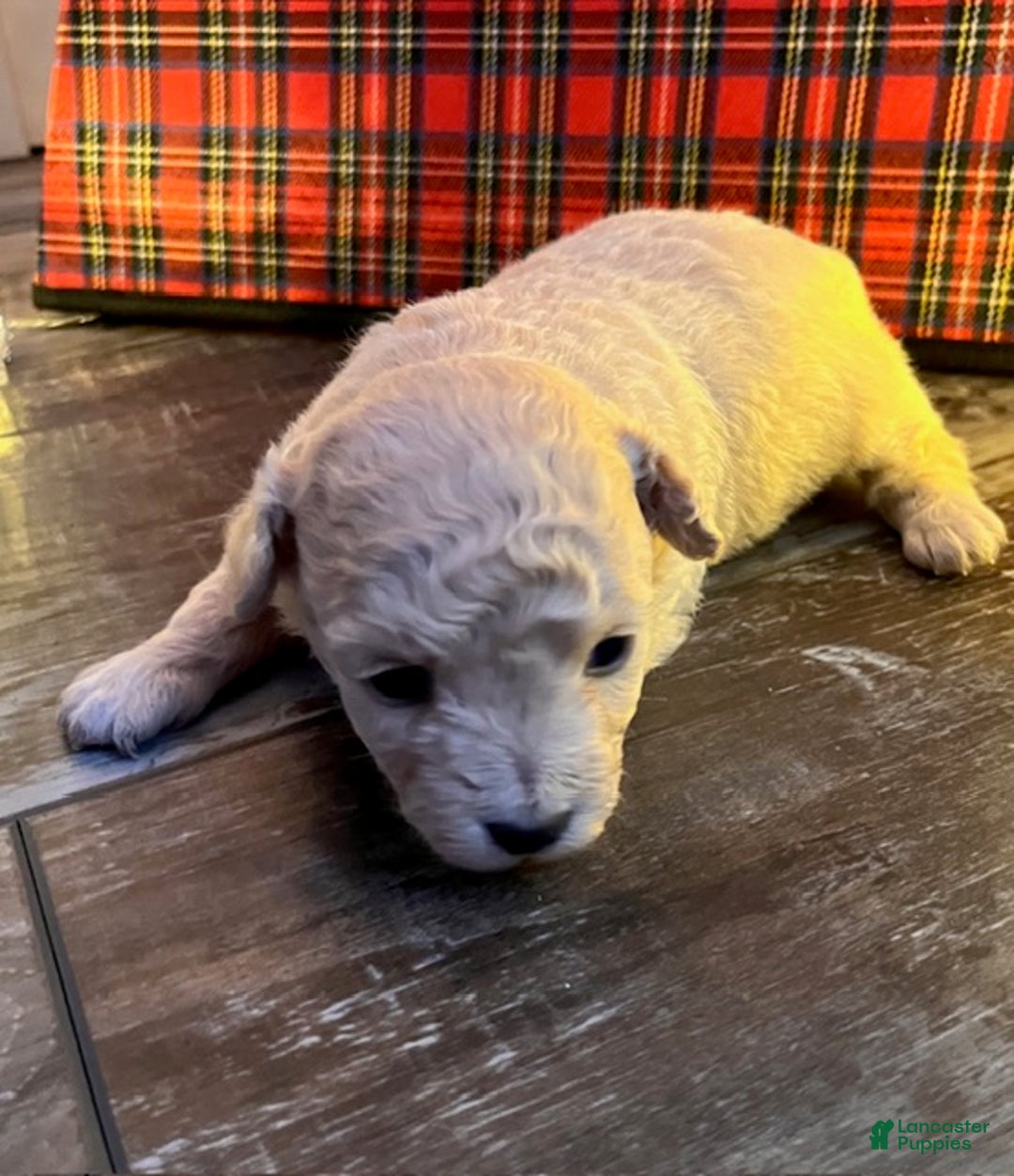 Pomapoo dogs for sale: Betty - Ad 2