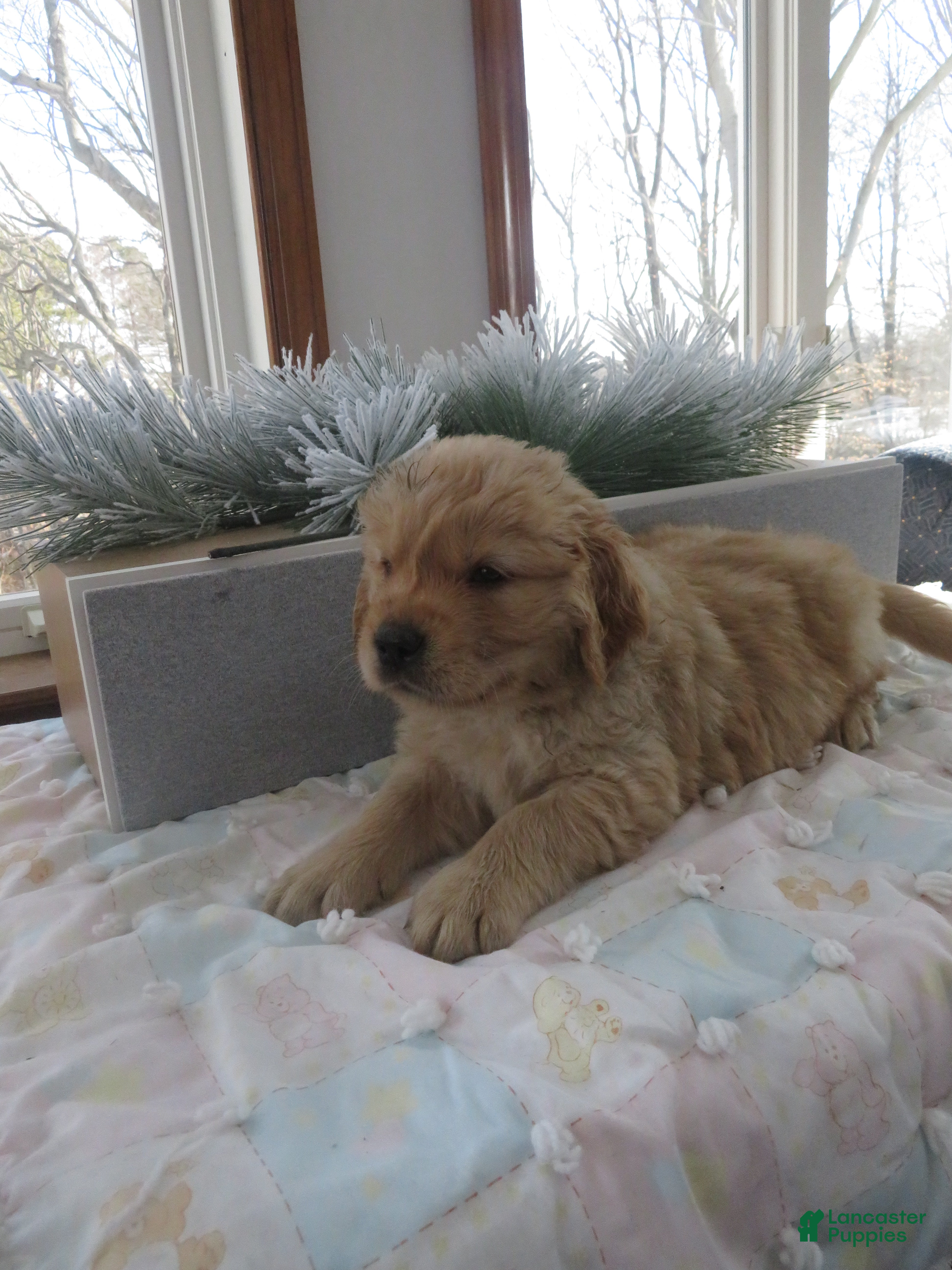 Golden Retriever dogs TRACKER -CHAMPION LINE - Ad 2