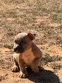 SOLD. American Bully Puppy 9