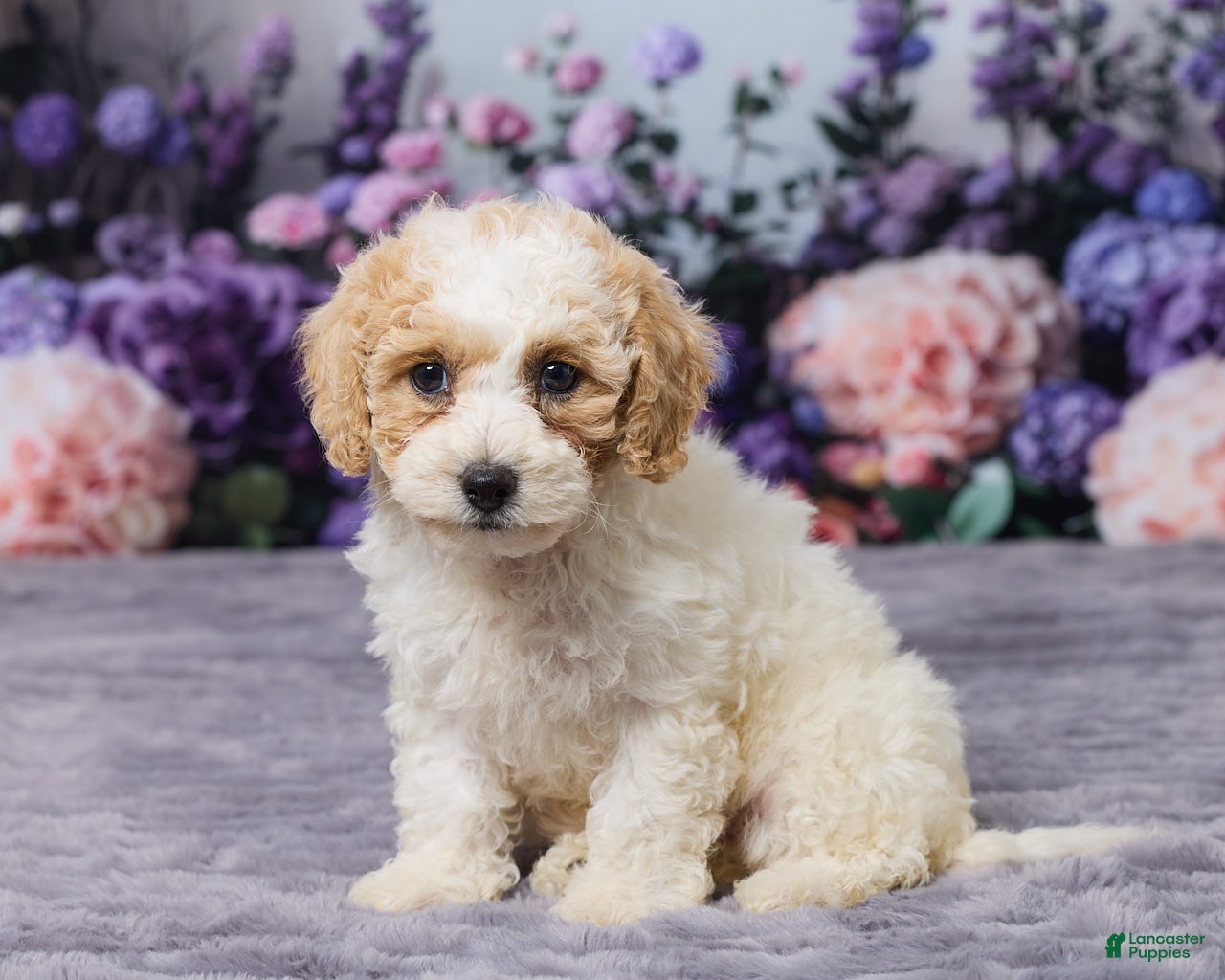 Bichpoo dogs Paisley - Ad 2