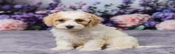Bichpoo dogs for sale: Paisley - Ad 2