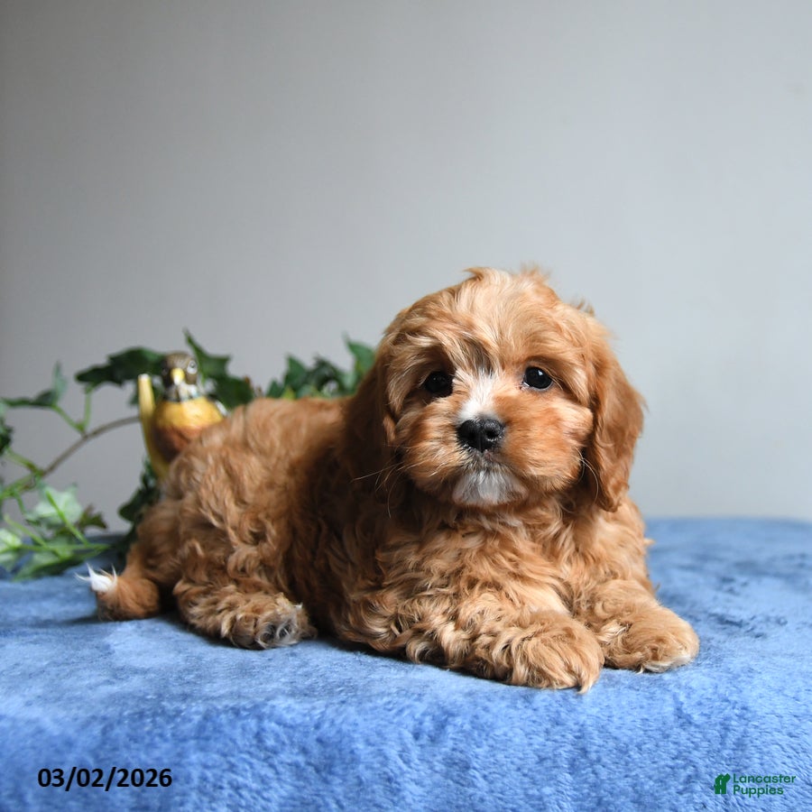 Cavapoo dogs Rocky  - Ad 2