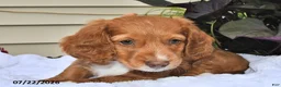 Miniature Dachshund dogs for sale: Caramel Cream - Ad 3