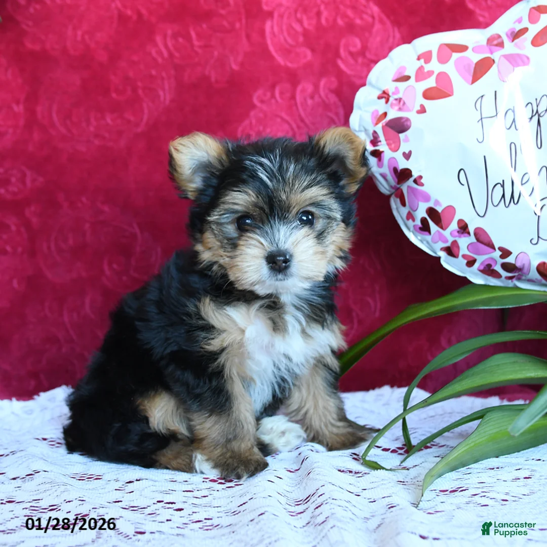 Yorkshire Terrier dogs for sale: Sheila - Ad 5