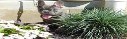 French Bulldog dogs for sale: French Bulldog 1 - Ad 9