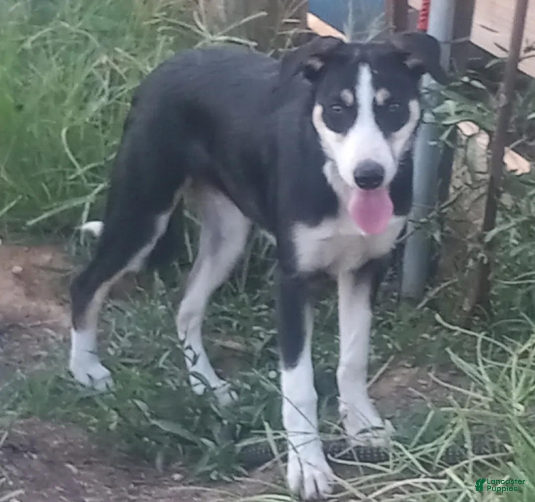 Border Collie dogs for sale: Zoe - Ad 2