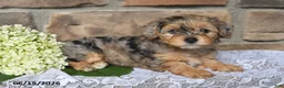 Yorkiepoo dogs for sale: Oakley - Ad 1