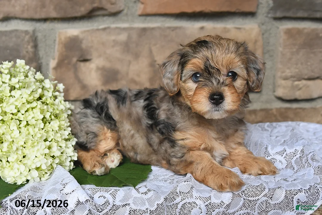 Yorkiepoo dogs for sale: Oakley - Ad 1
