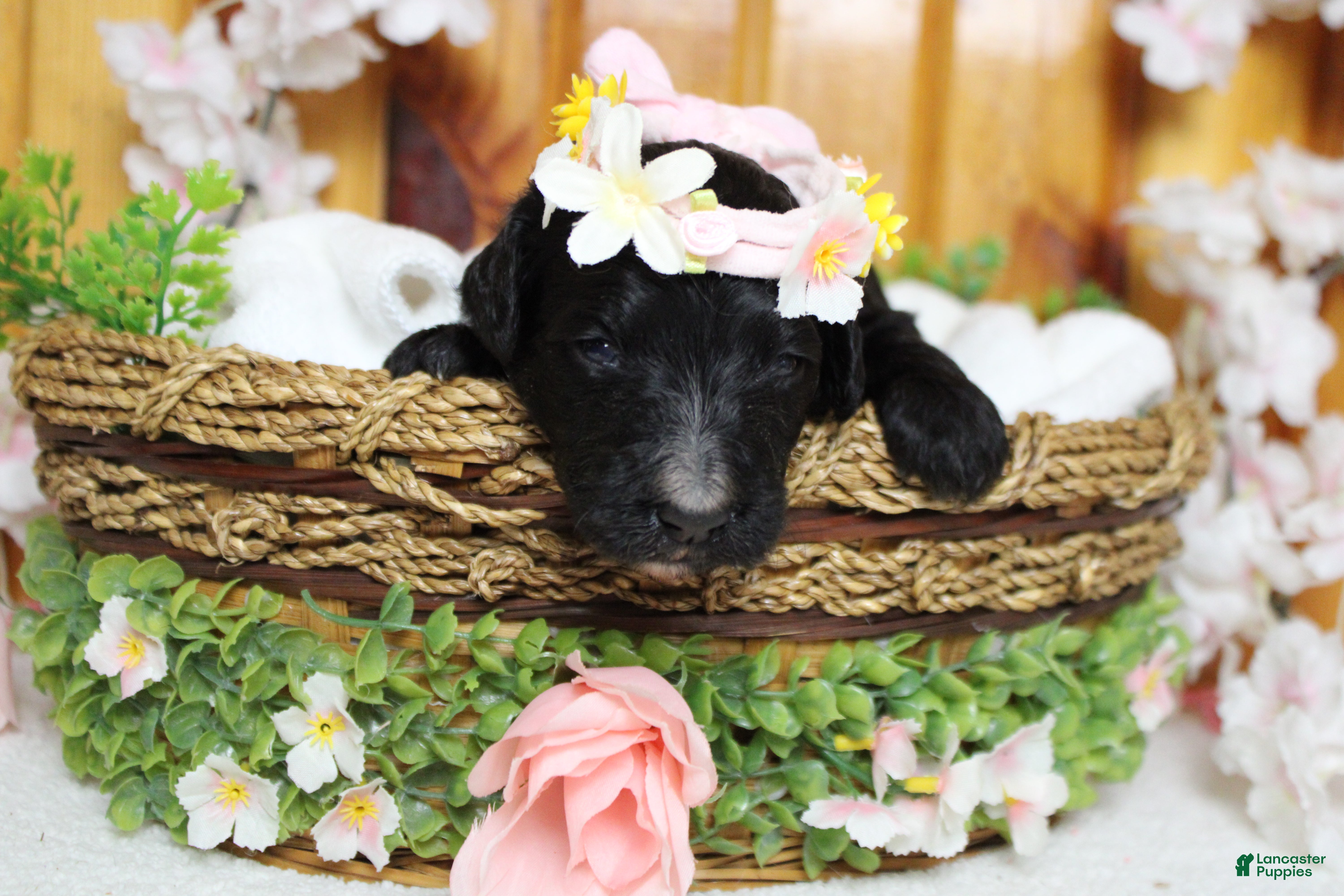 Bernedoodle dogs Raveena  - Ad 26