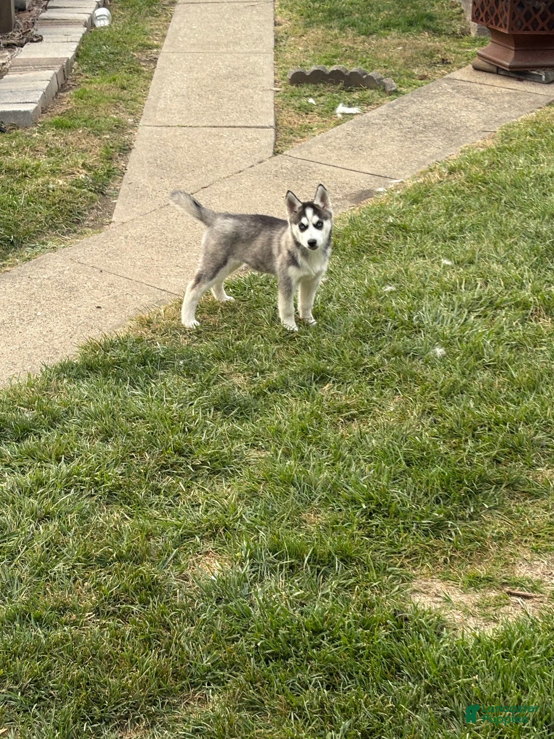 Siberian Husky dogs for sale: Siberian Husky Puppy 2 - Ad 1