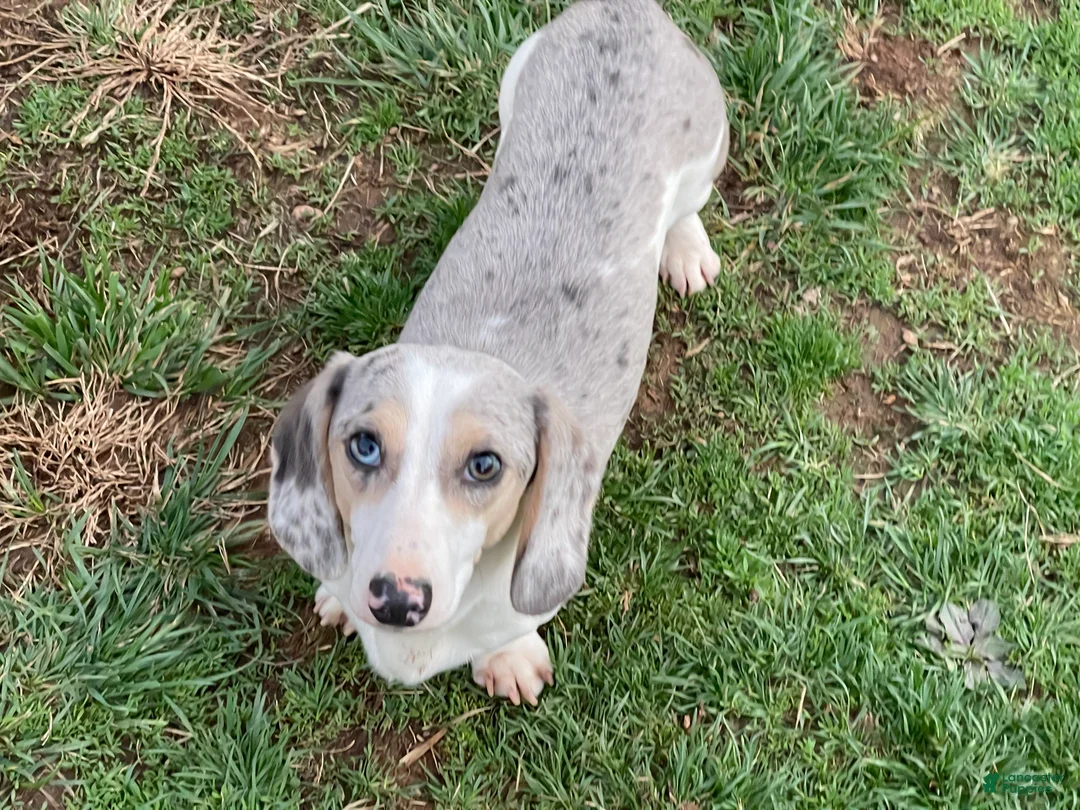 Miniature Dachshund dogs for sale: Tubbs - Ad 2