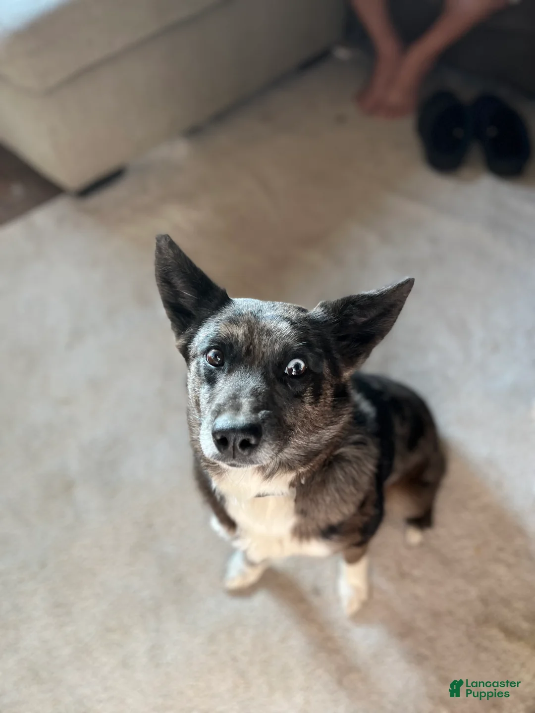 Mixed Breed dogs for sale: Okie - Ad 1