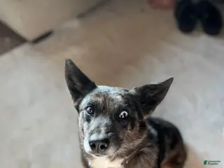 Mixed Breed dogs Okie - Ad 9