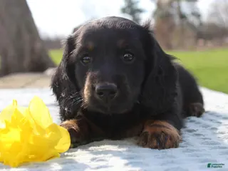 Miniature Dachshund dogs for sale: Macaroni - Ad 2