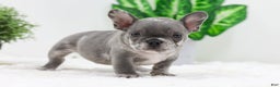 French Bulldog dogs for sale: Edison - Ad 10