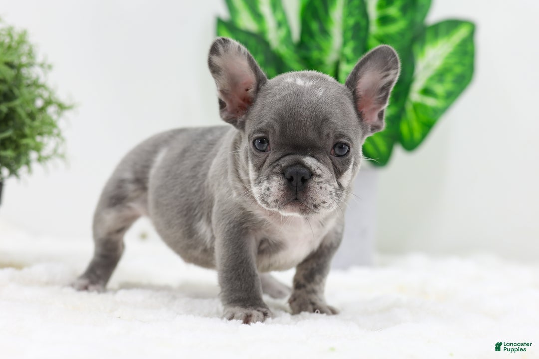 French Bulldog dogs for sale: Edison - Ad 10