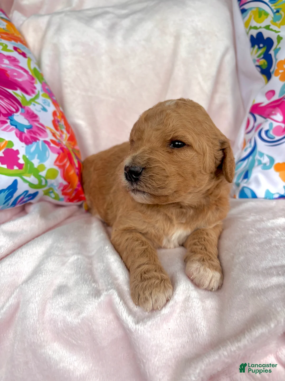 Goldendoodle dogs for sale: Goldendoodle Puppy 4 - Ad 2