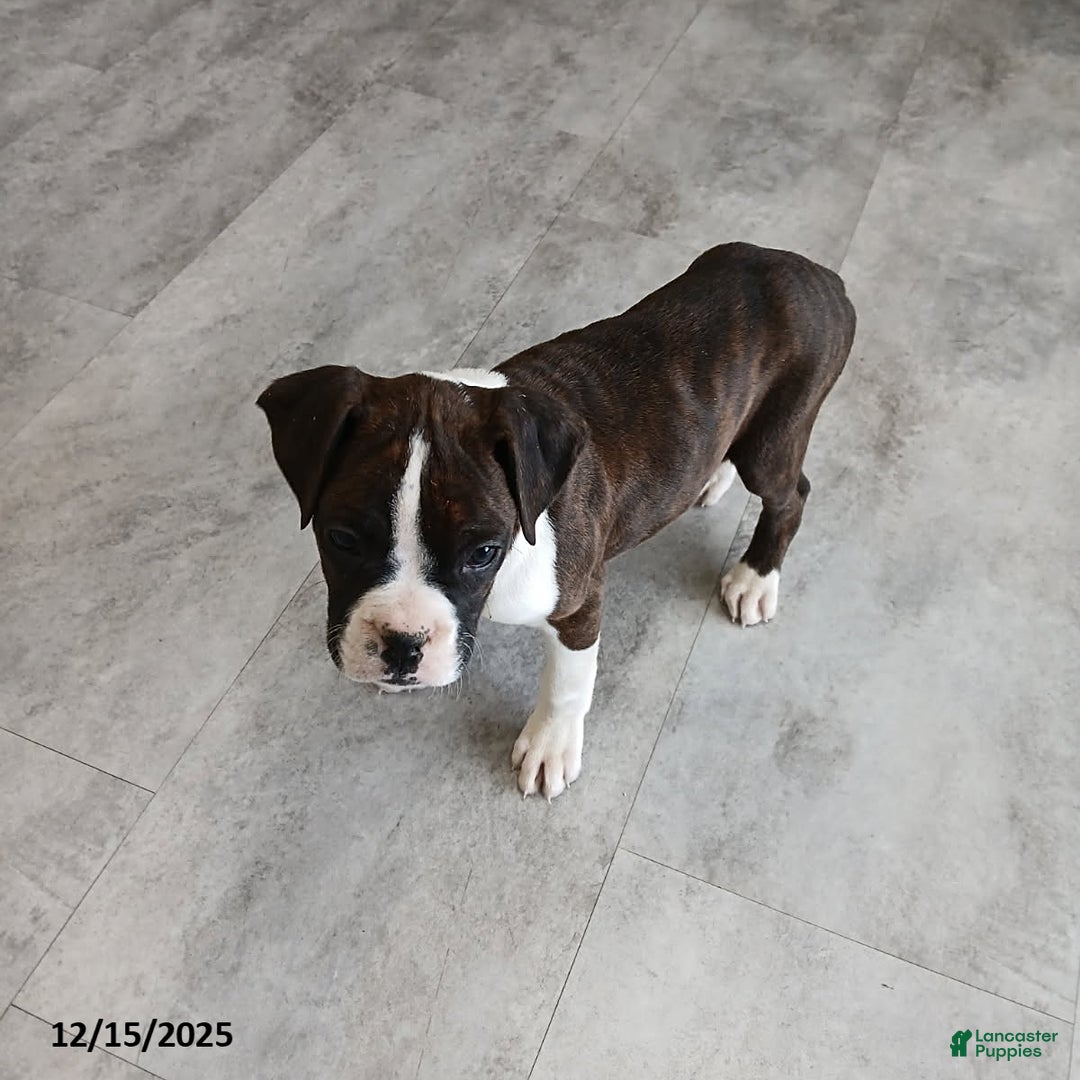 Boxer dogs for sale: Joy - Ad 8
