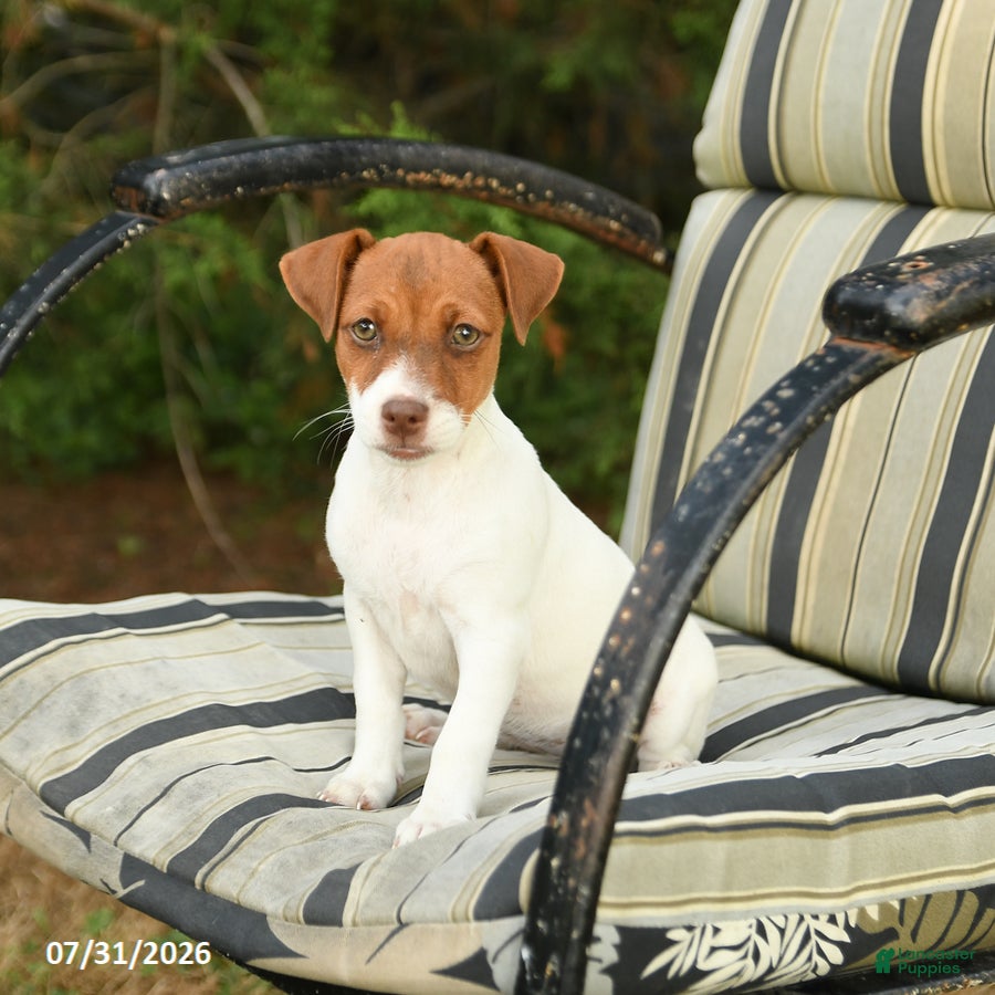 Jack Russell Terrier dogs Bubble  - Ad 1