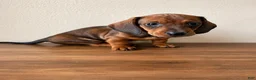 Dachshund dogs for sale: Bo - Ad 7
