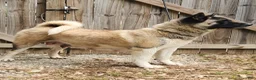 Akita dogs for sale: Akita 2 - Ad 5