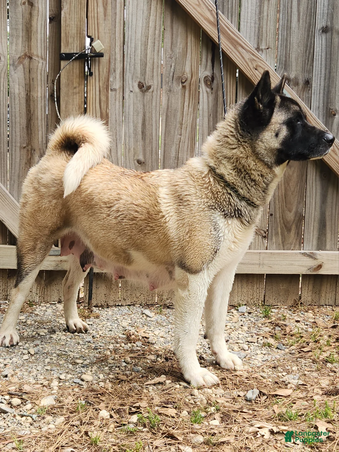 Akita dogs for sale: Akita 2 - Ad 5