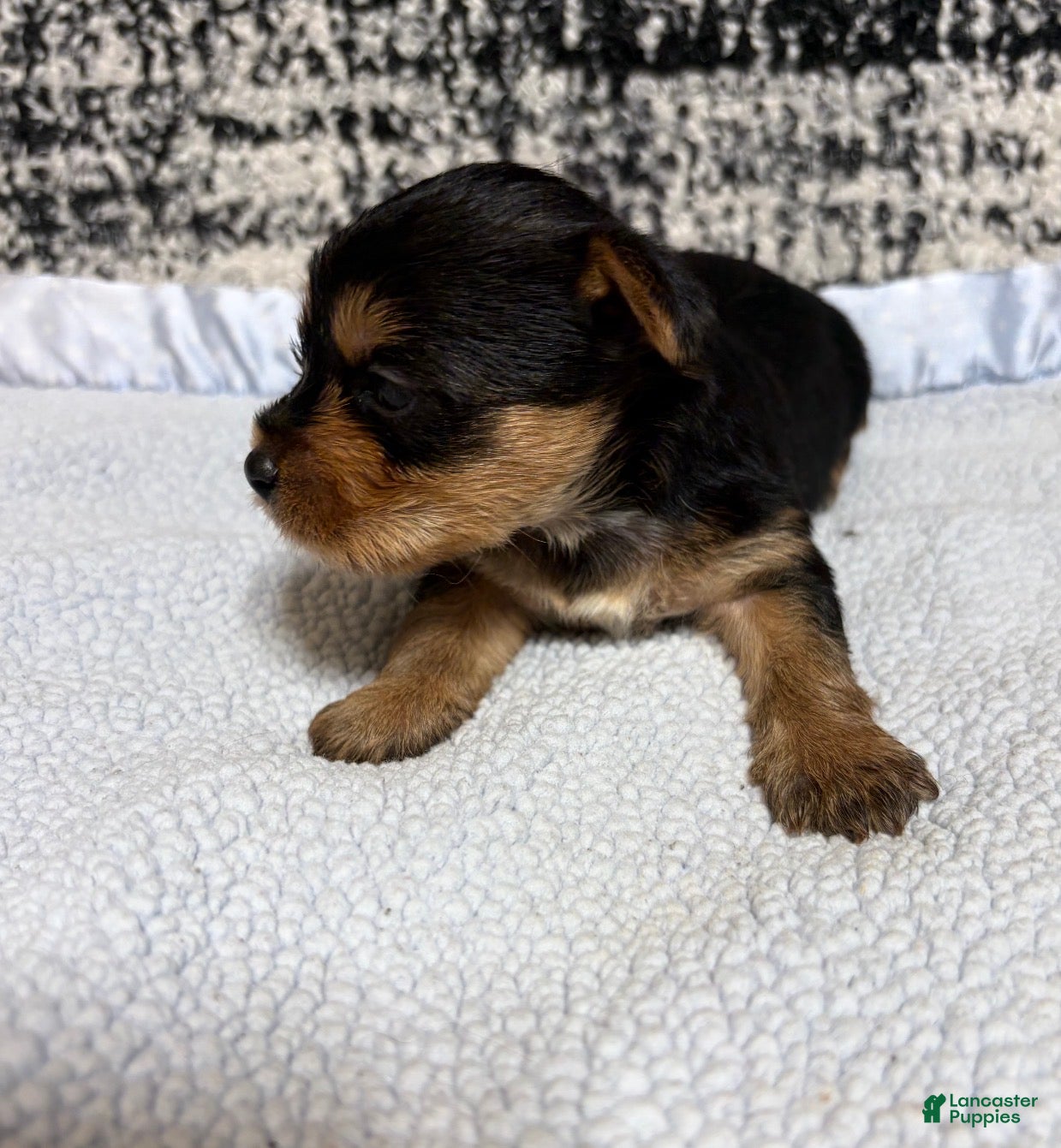 Yorkshire Terrier dogs Yorkshire Terrier 2 - Ad 2
