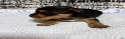 Yorkshire Terrier dogs for sale: Yorkshire Terrier 2 - Ad 2